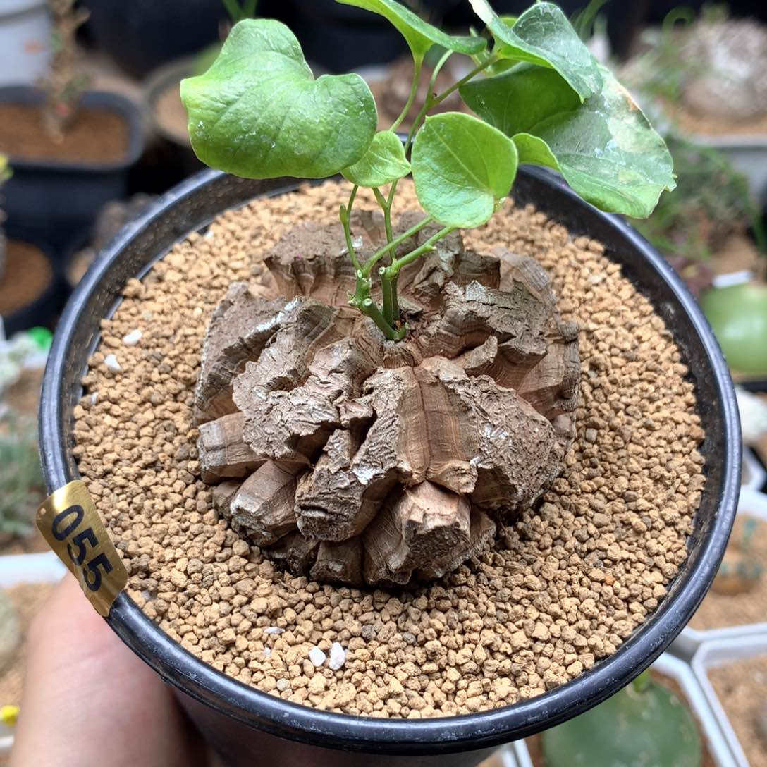 南非龟甲龙带盆发货6.5