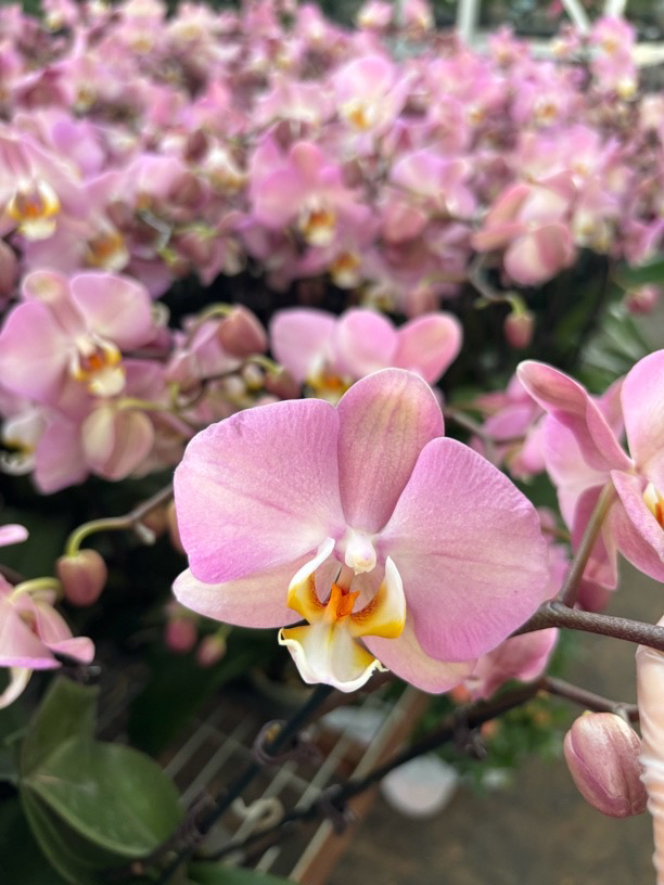 蝴蝶兰———(帕多瓦)花不售后（全场两颗包邮只拍一颗发花后苗）