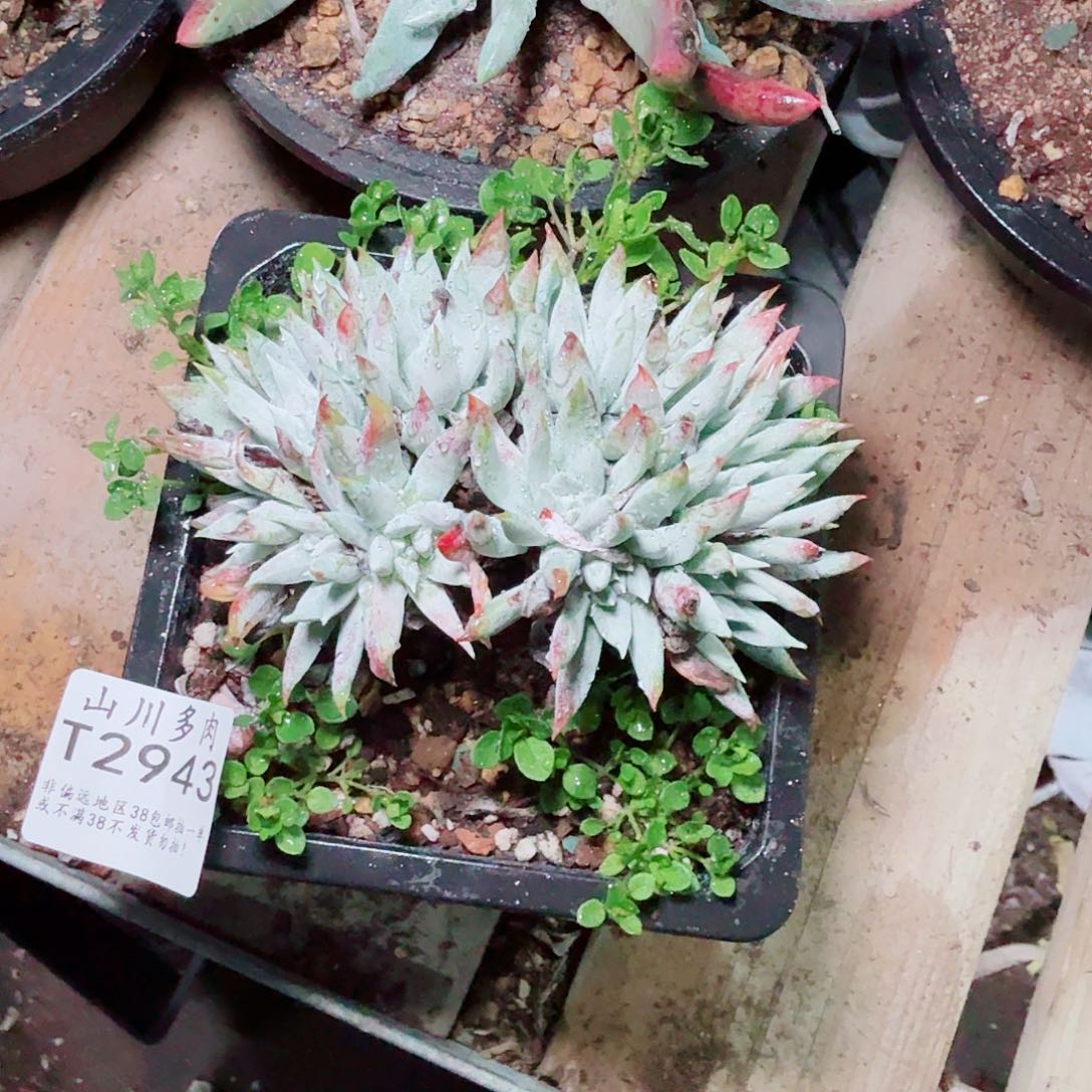 2943奴婢仙女杯多肉