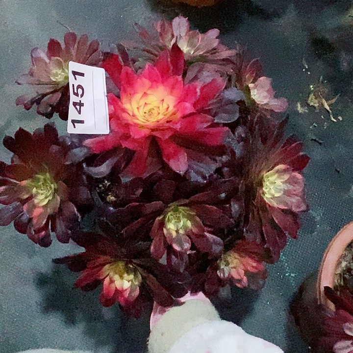 红陶1451烟花4多肉