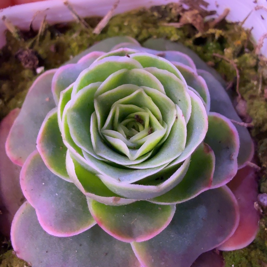 山地玫瑰。26多肉。 