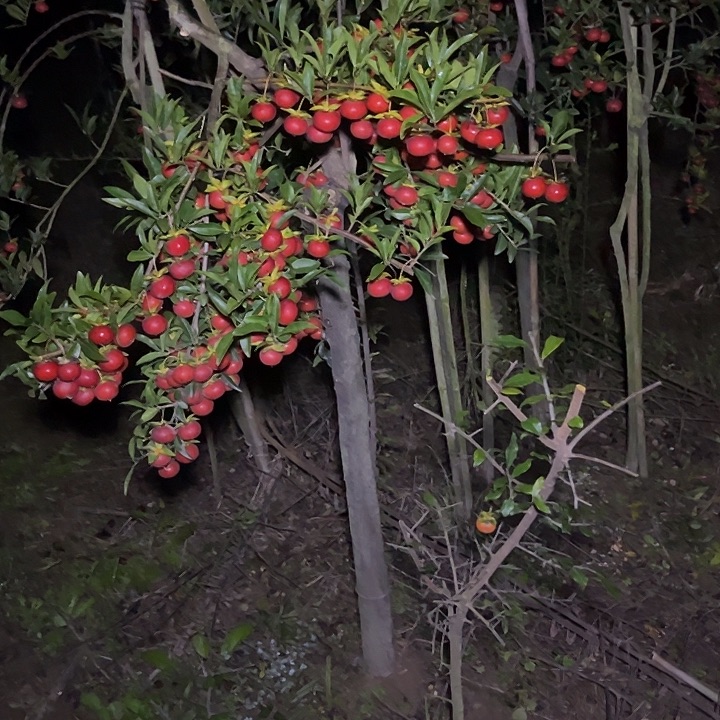 腾***阁无花朵金弹子地景桩