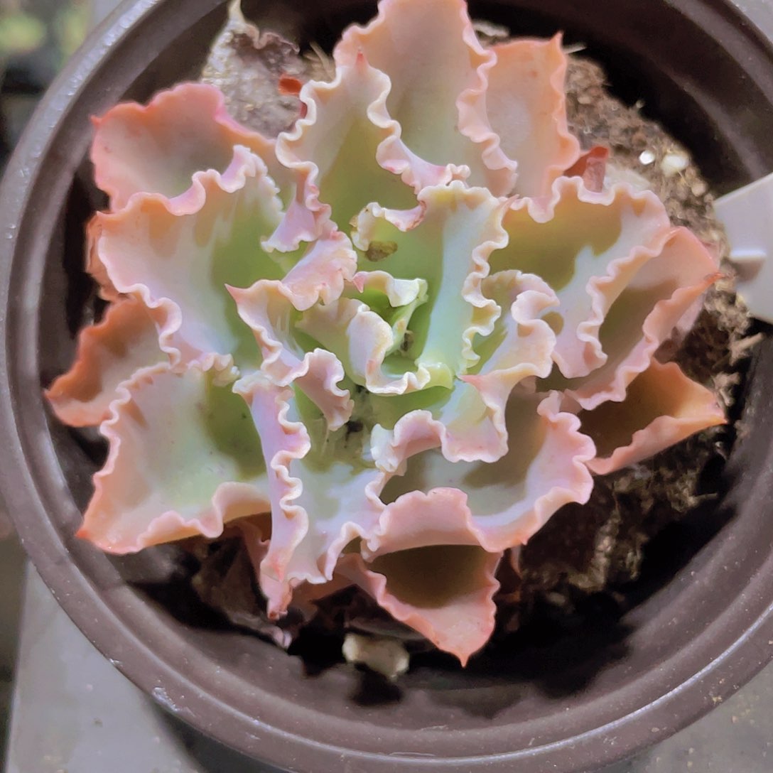 蓝狐a022一物一拍