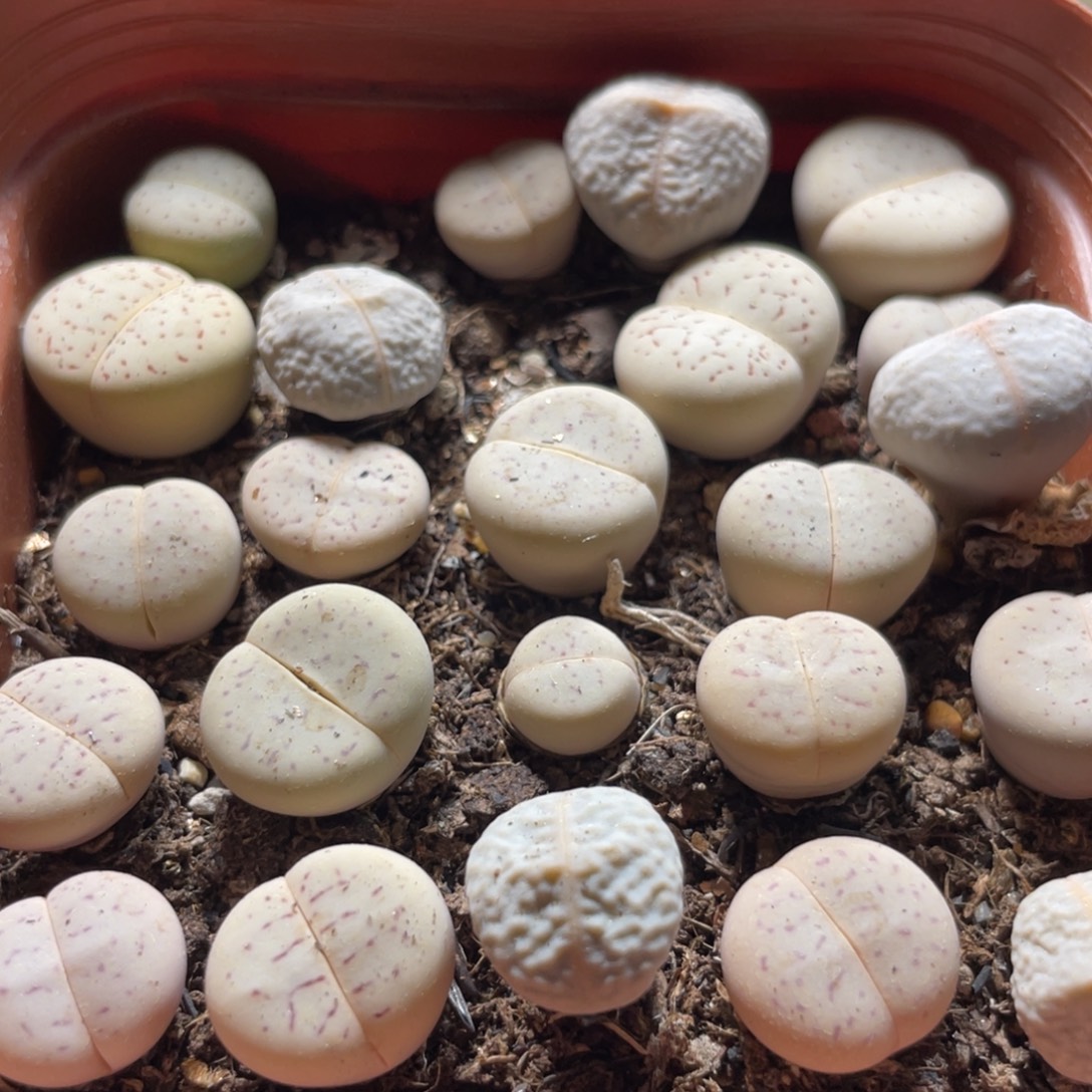 今晚大盆特价更新～14