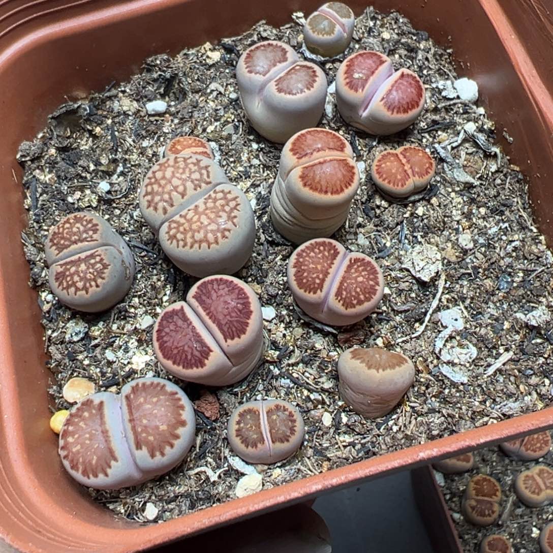 【闪购商品】 793。     