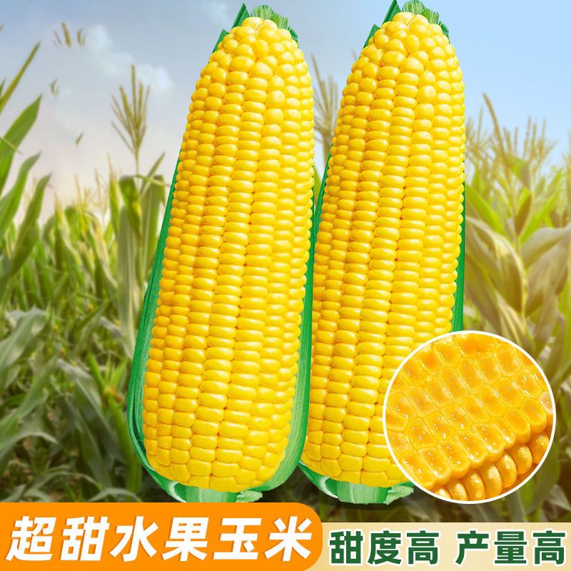 甜脆水果玉米种子大棒早熟高产香甜超甜玉米四季生吃大田种植热销