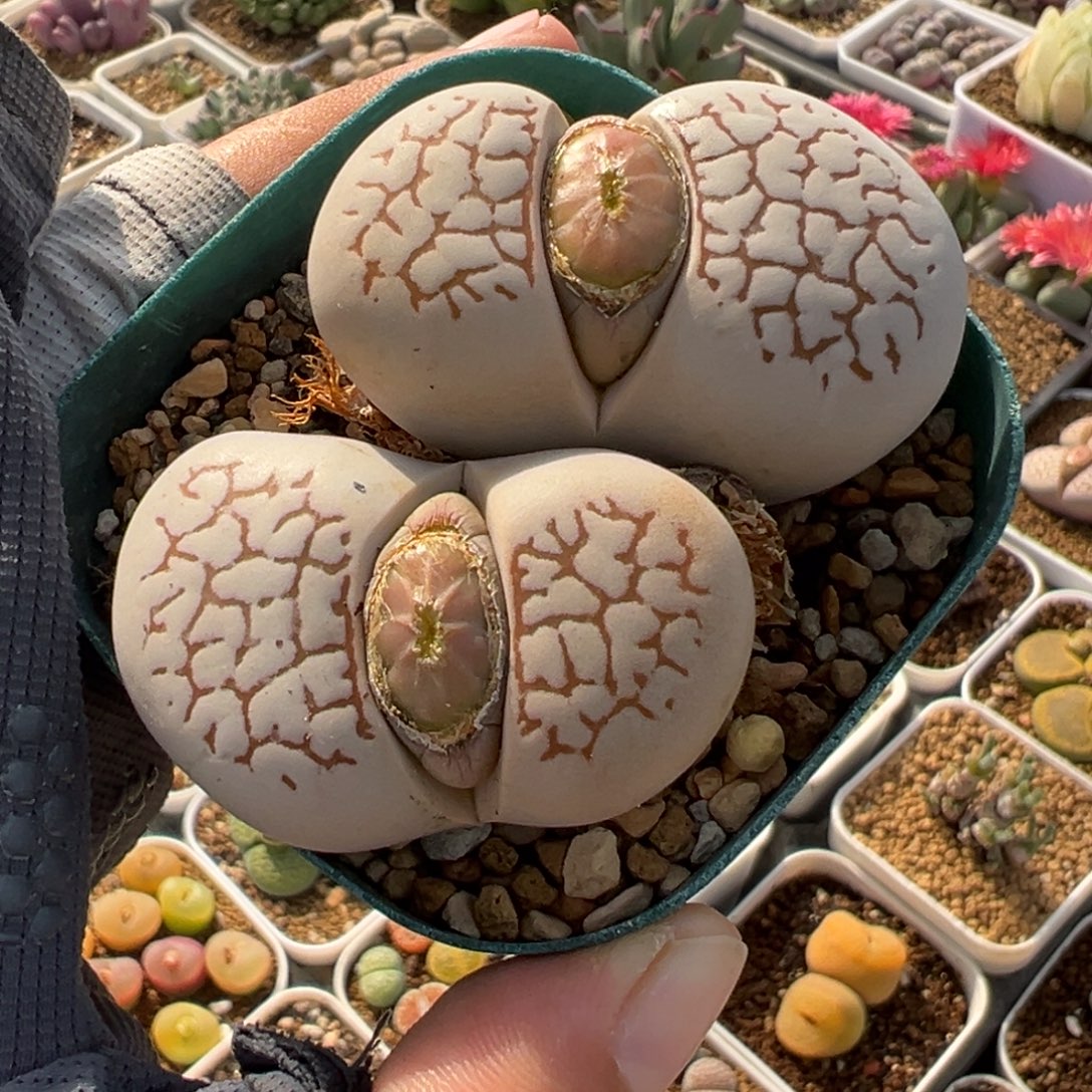 758多肉植物种类多样