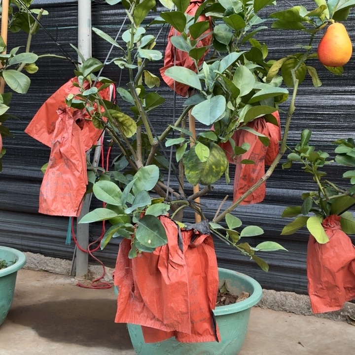 大***贝完全开放一物一拍