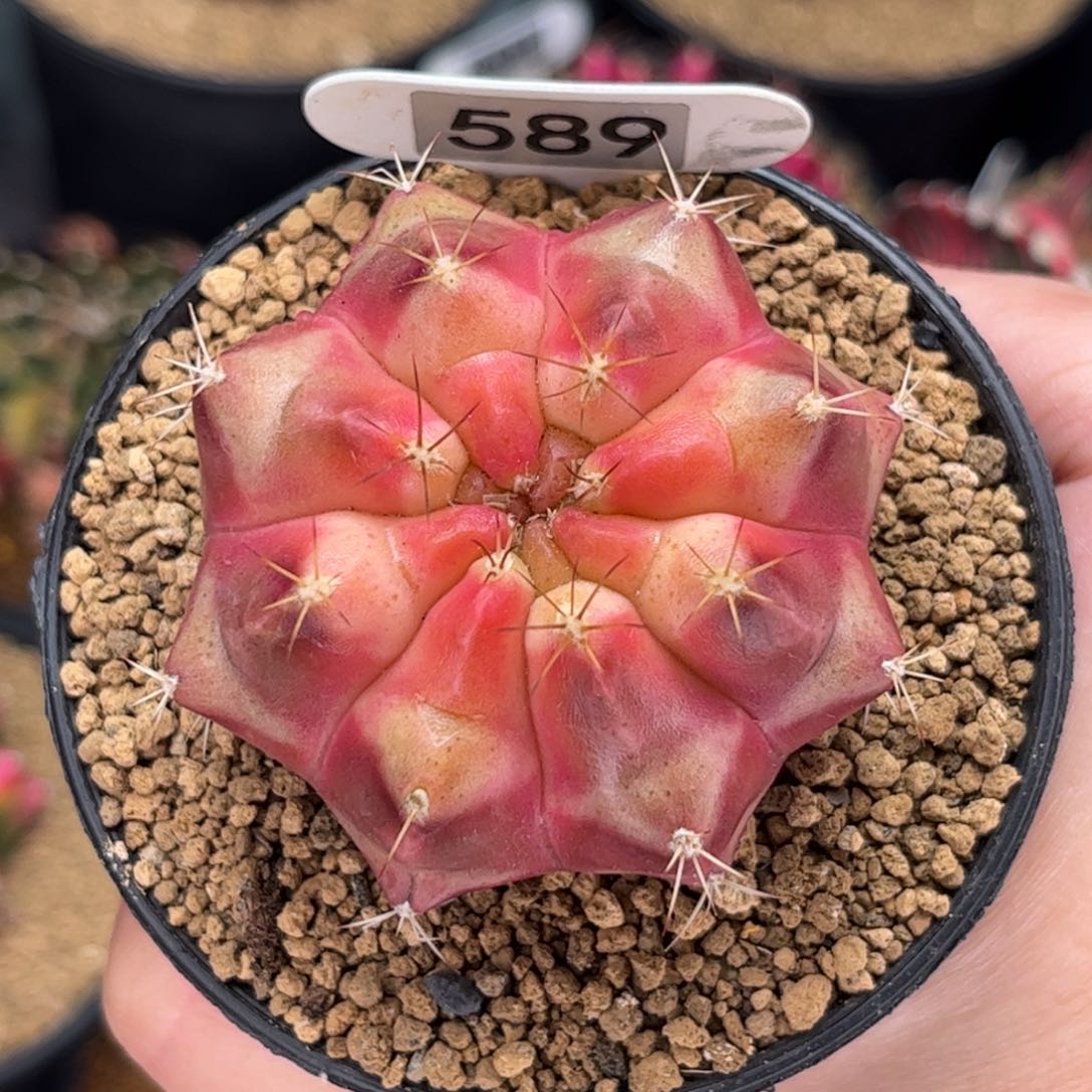 金巴利奶昔 米哈仙人球