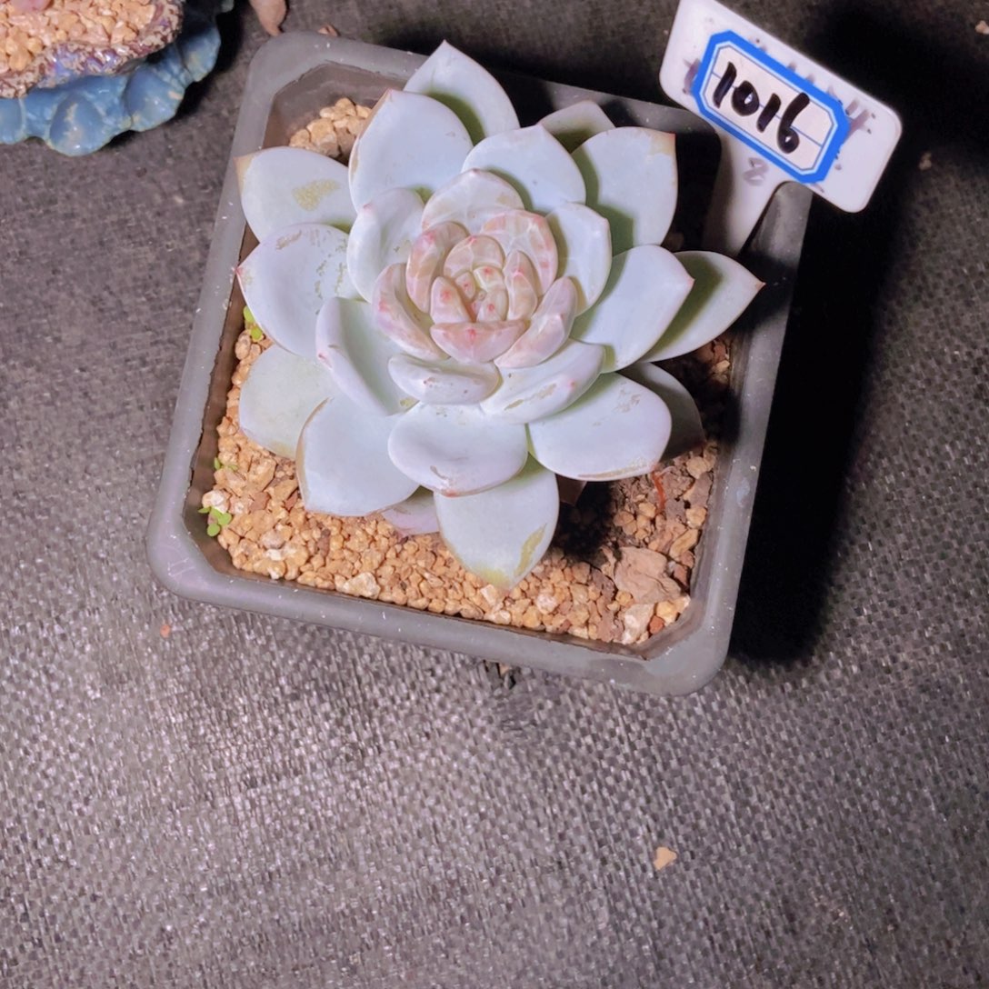 沉***金1016不知名单头一颗