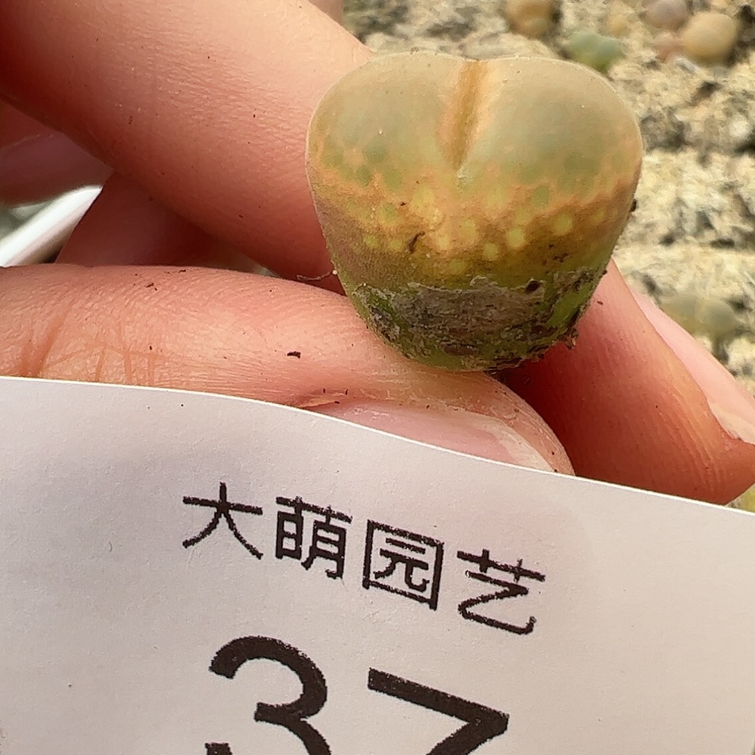 一物一拍AP180。 37