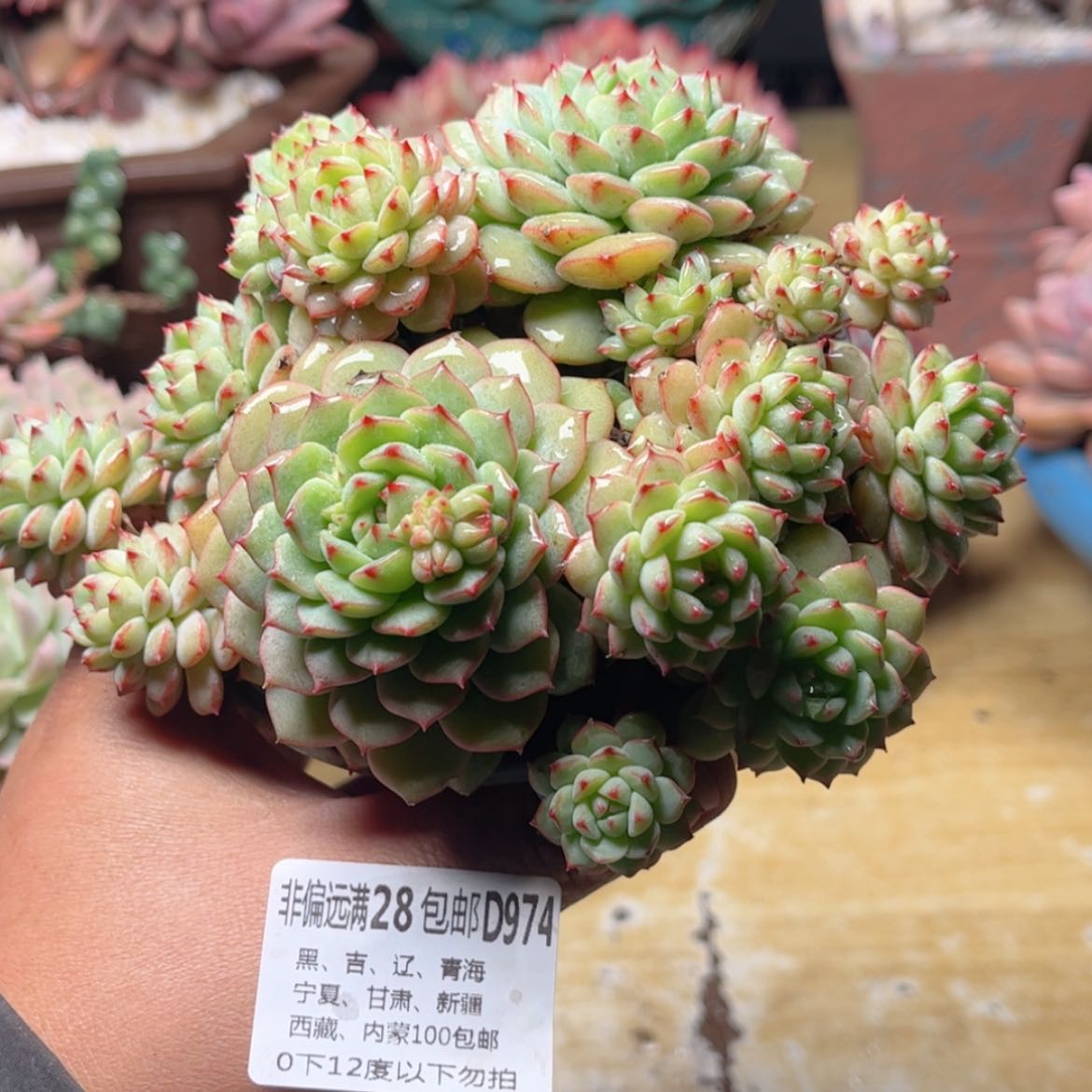 【闪购商品】974熊猫脸