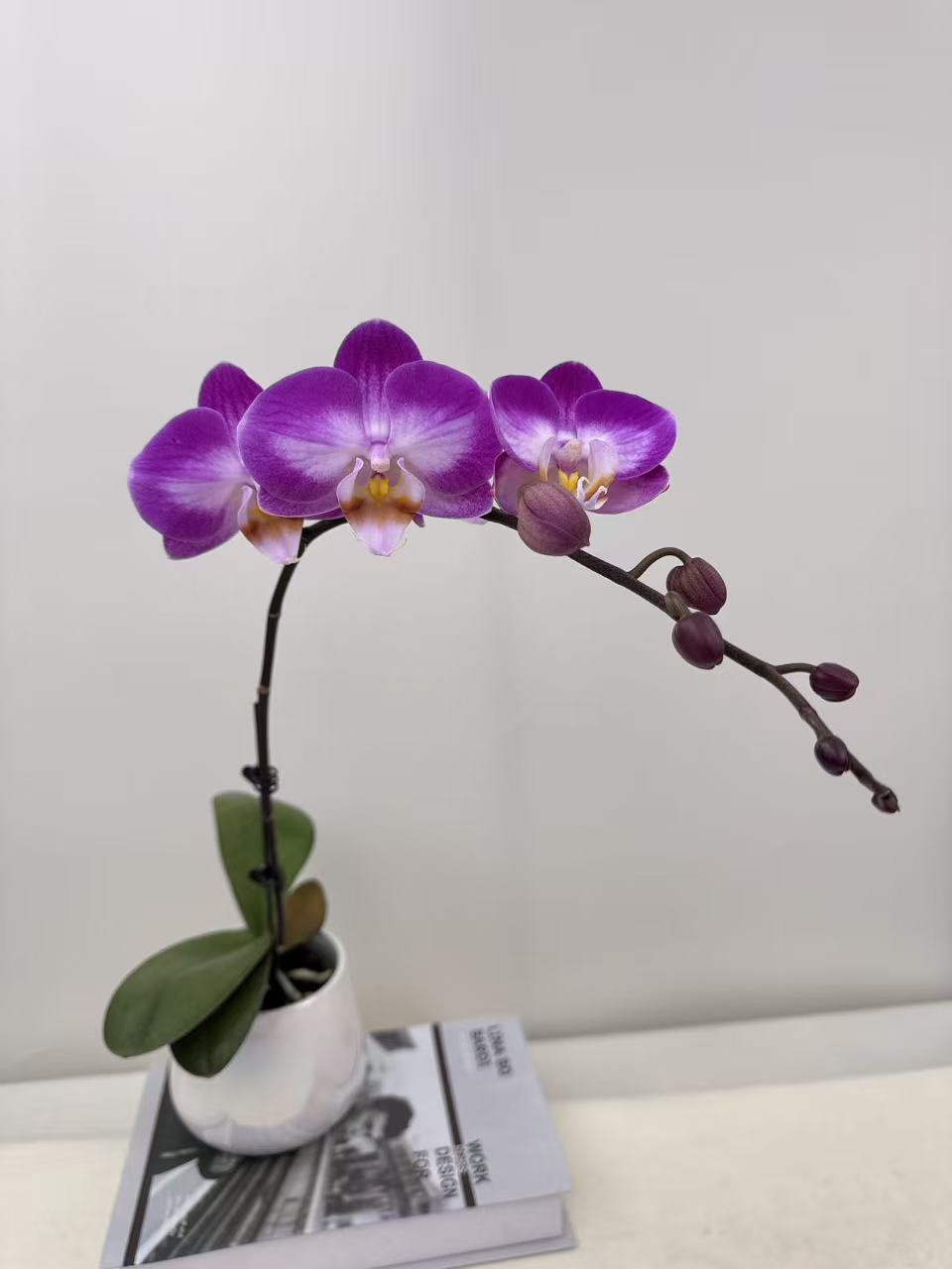 蝴蝶兰【雪山飞舞】鲜花盆栽室内观赏花花佛山基地直发好养易活