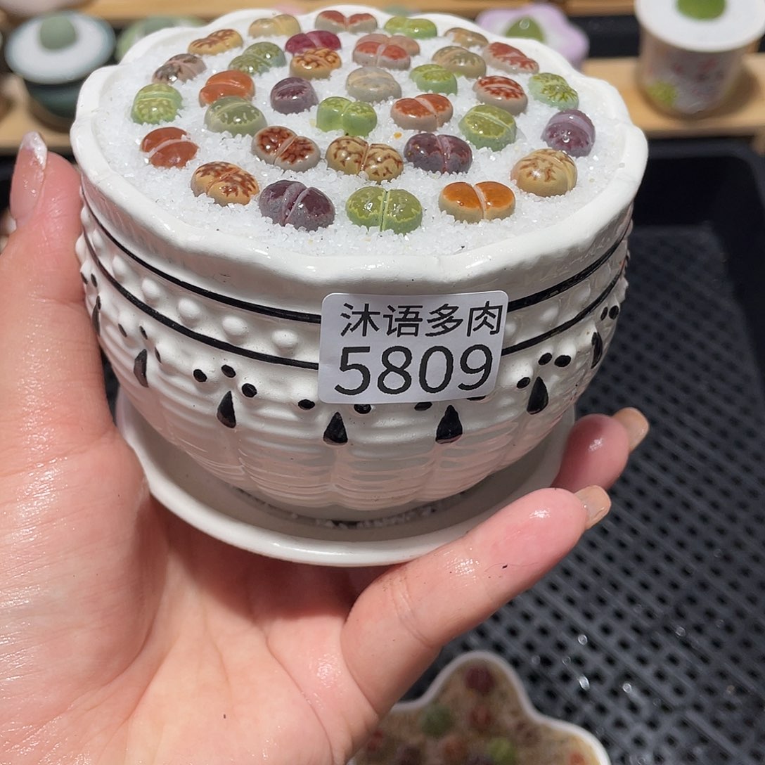 带盆土植物 一物一拍5809