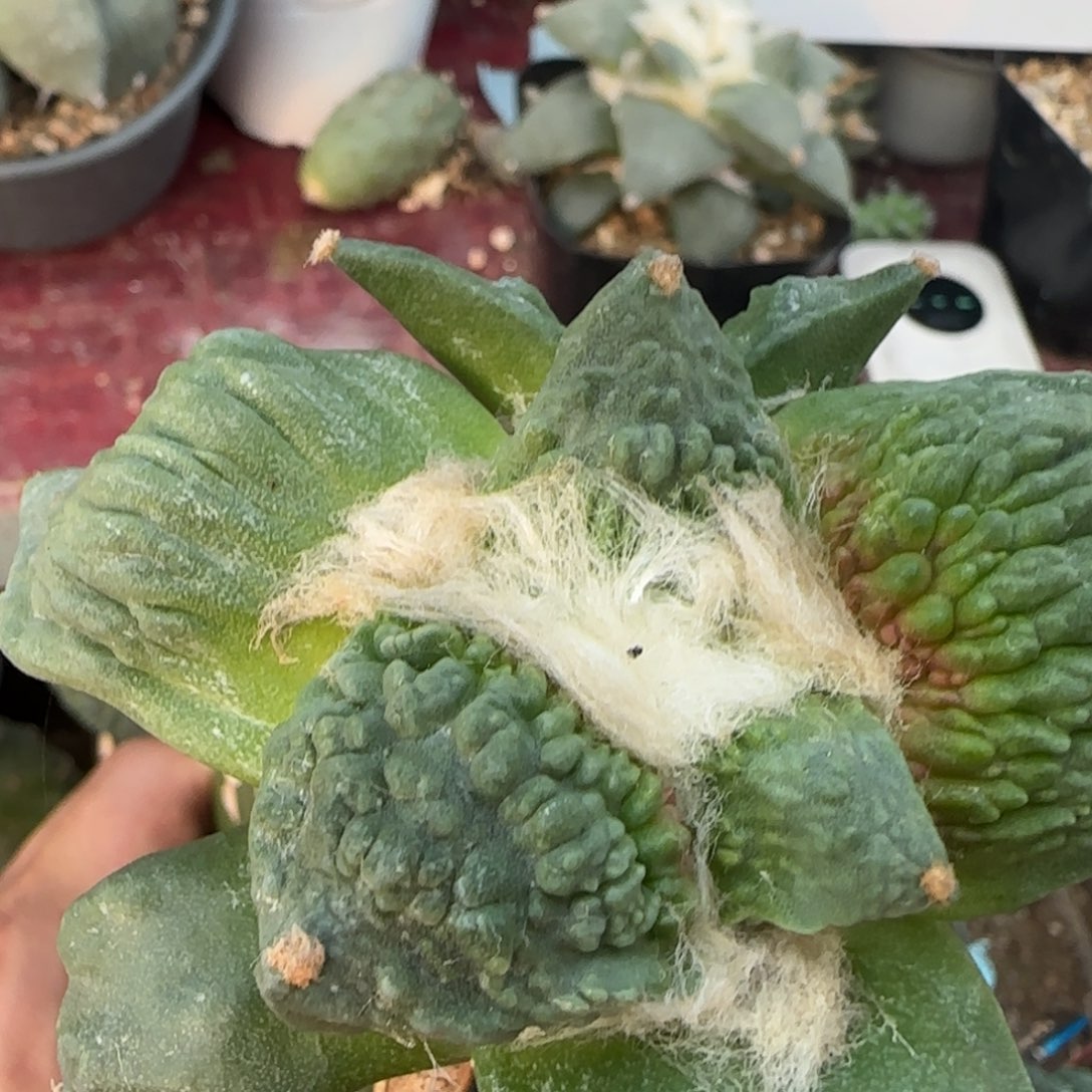 无花朵栗园血怒9厘米171