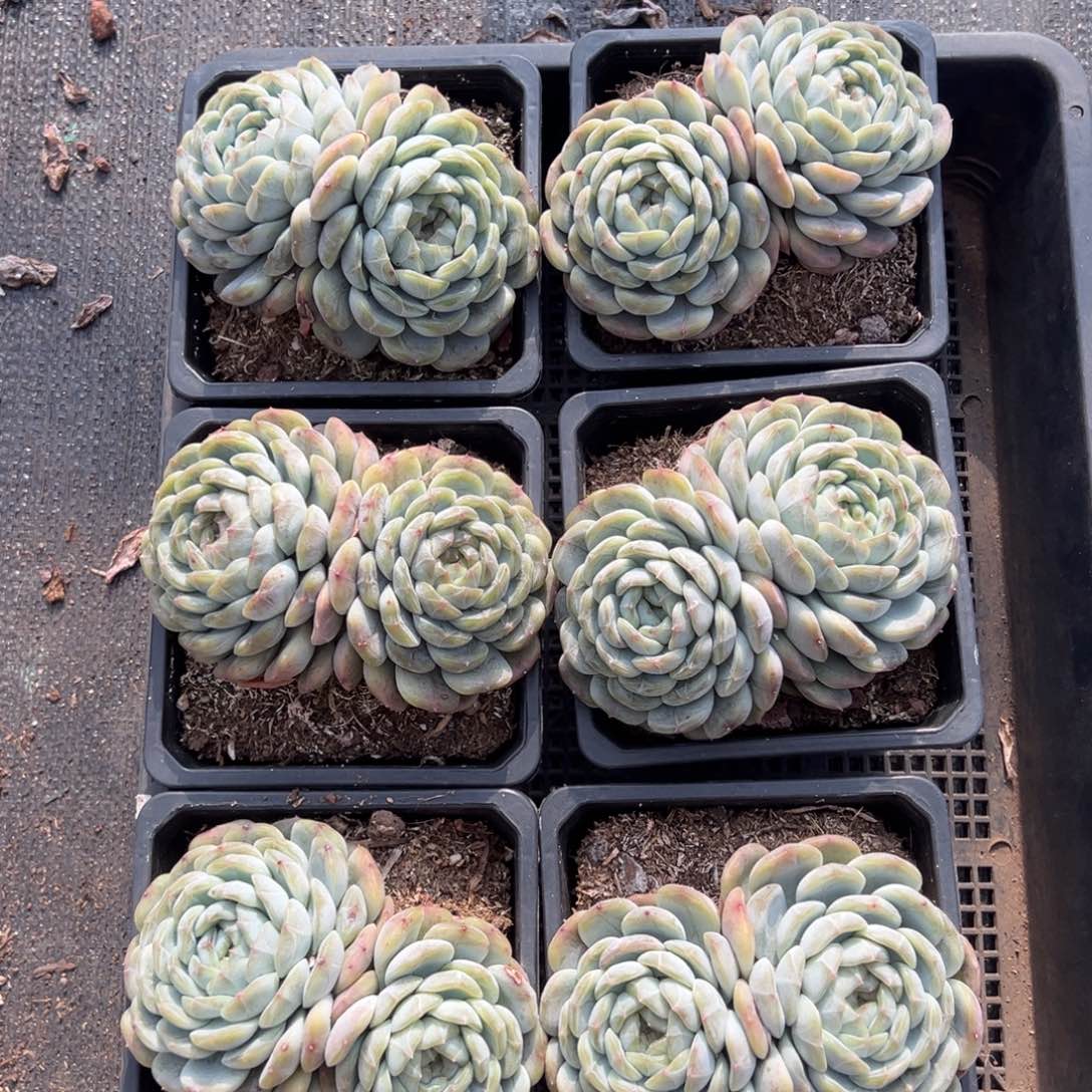 白恋双头有砍，图中任意一颗，尺寸11+