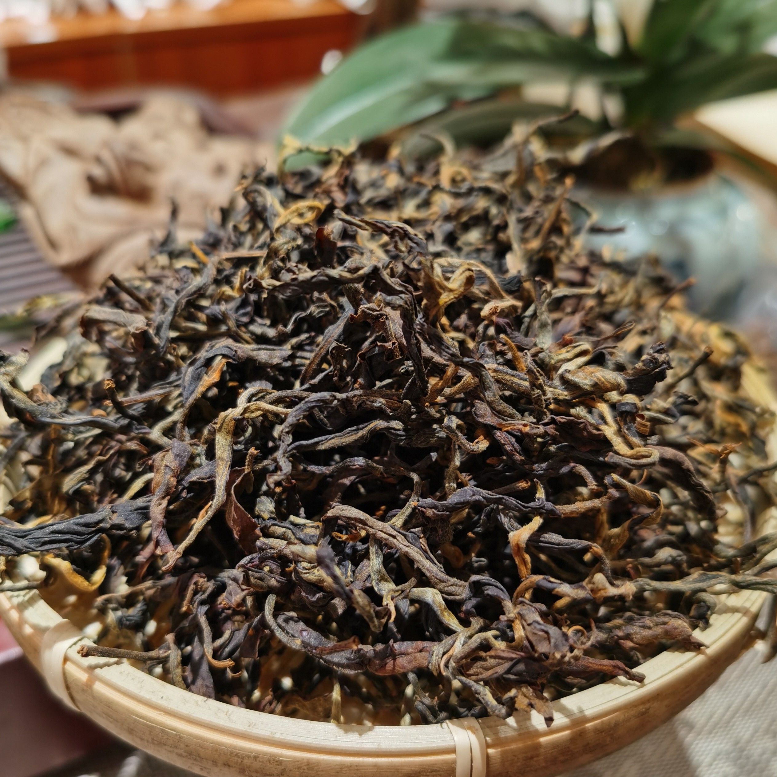 2025年头春老树晒红