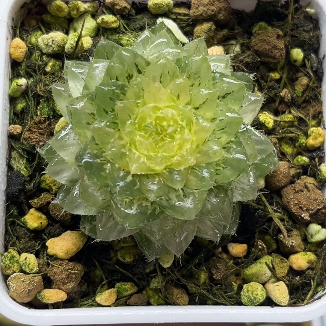 58翠云锦腹肌专场