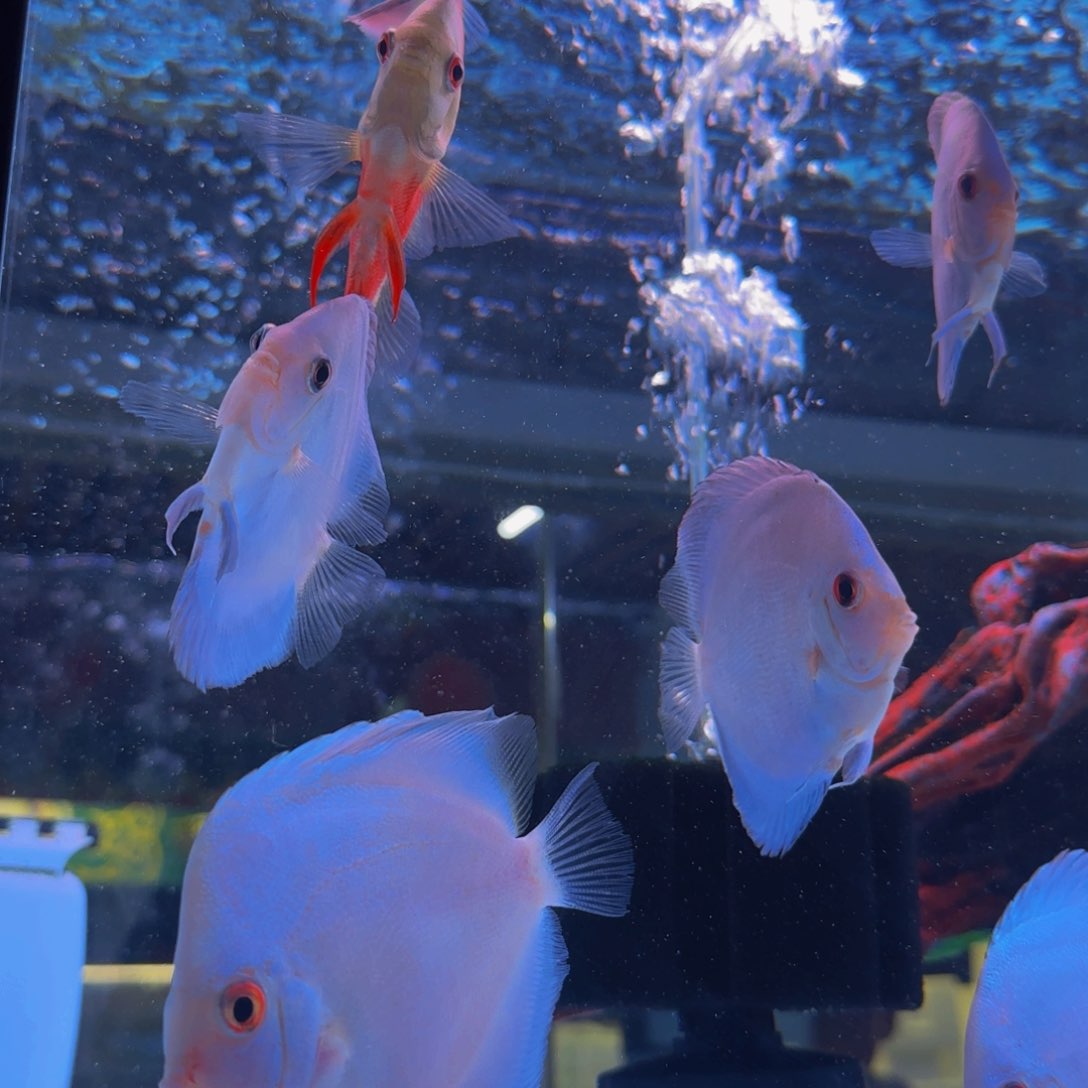 海水七彩神仙鱼天子蓝