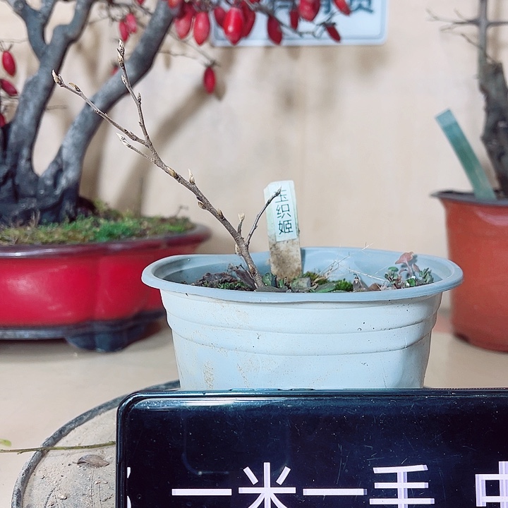阿***斌无花朵哈哈哈哈哈哈哈