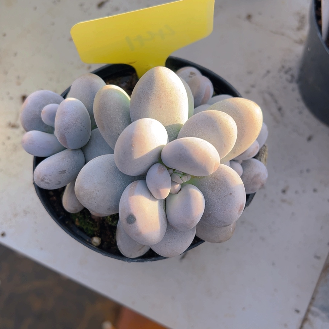 刘*福利来了来了来了来