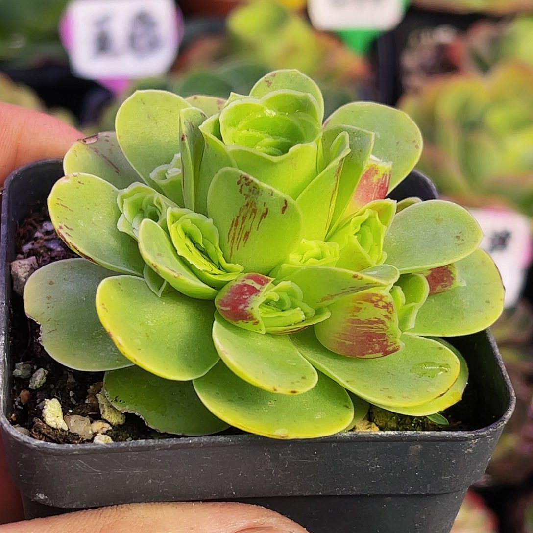 粉色珑莎 非偏远包邮 多肉