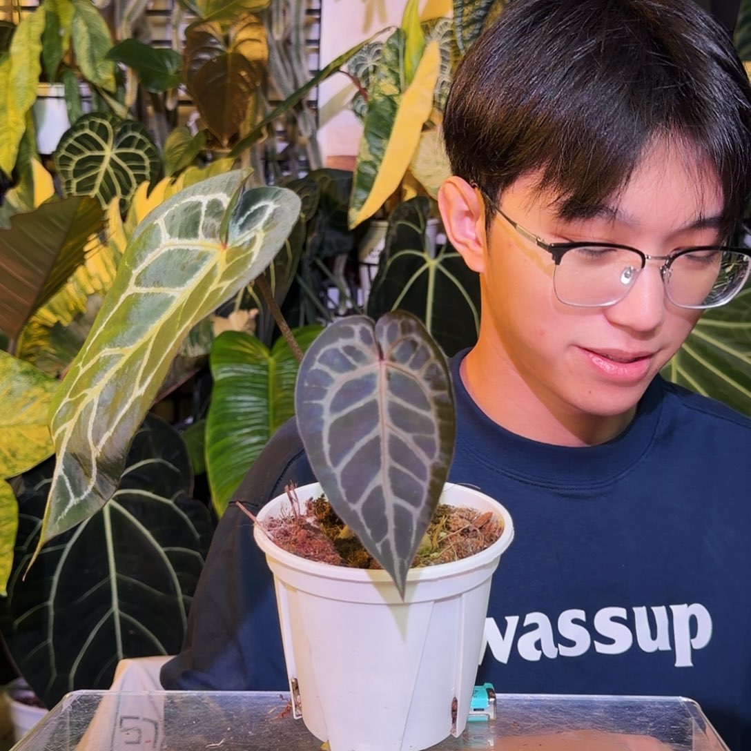 完全开放Q29  黑曜石杂