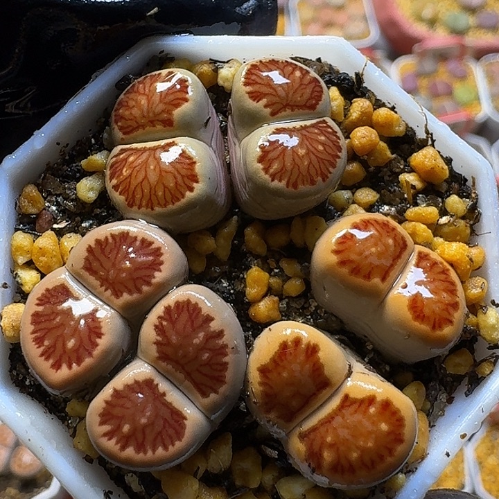 生石花111111。   116