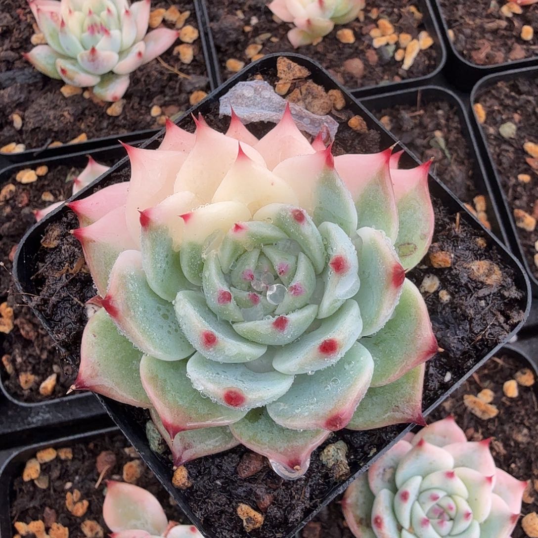 吉娃娃锦，多肉植物