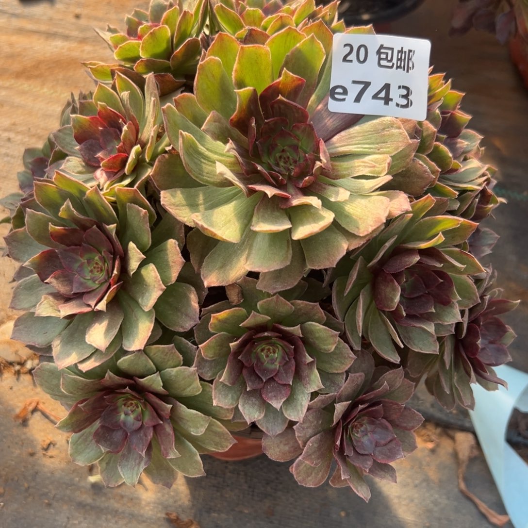 743红丝蓉，满20包邮嘟叮熊