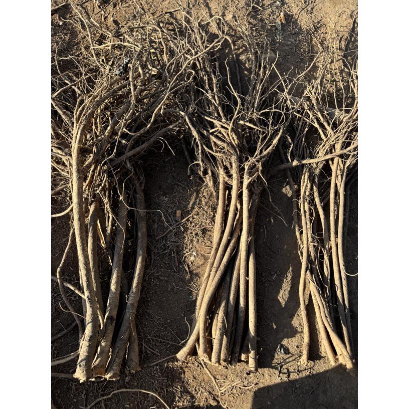 甘肃原产地黄芪可煲汤炖肉养生滋补食材