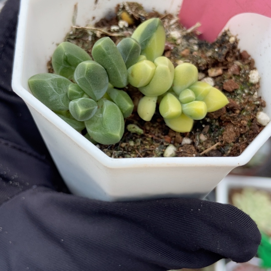 103千代田锦多肉植物