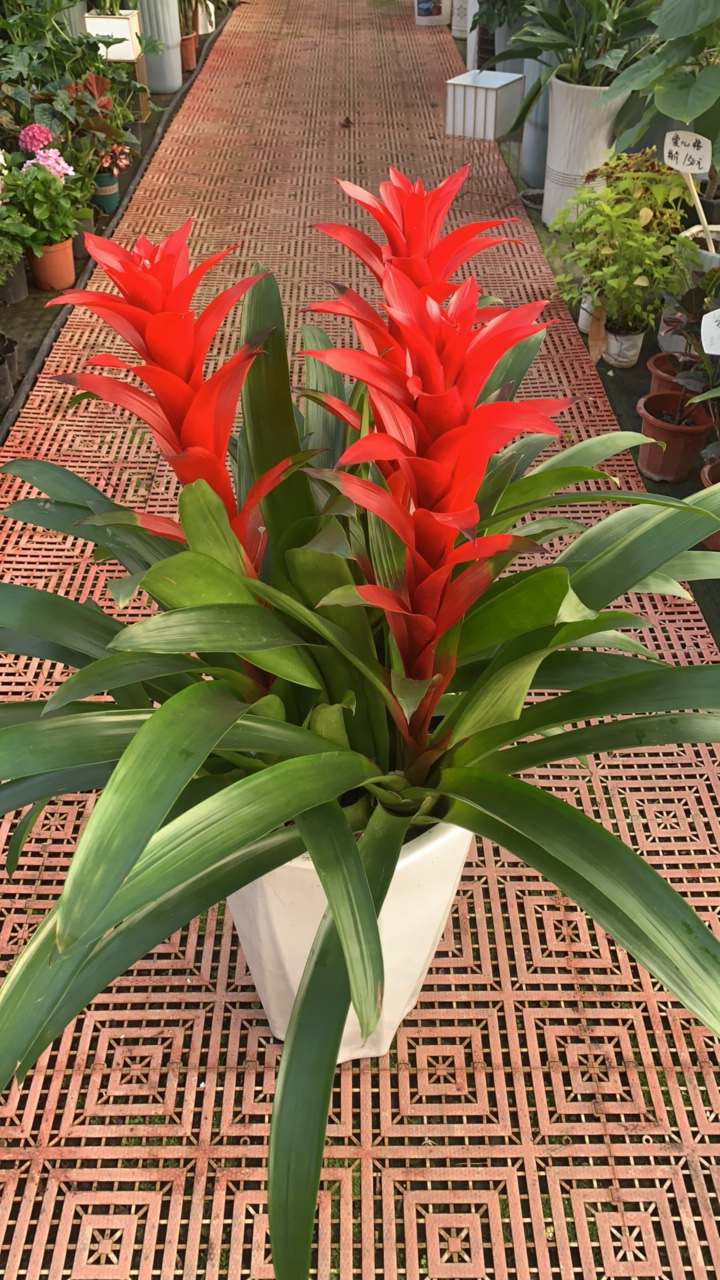 鸿运当头白瓷盆（送接水盘可写条幅）