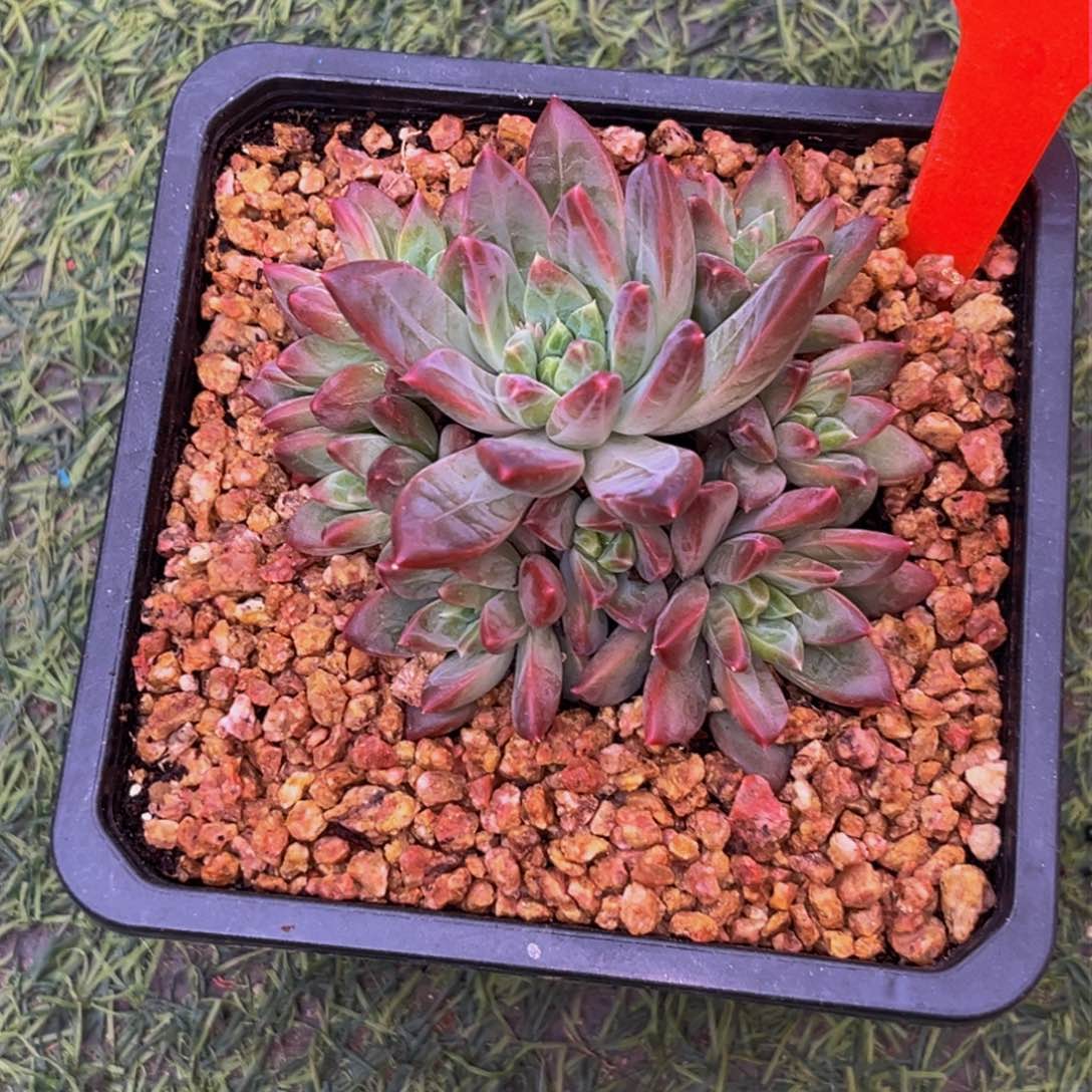 2420下午多肉植物群生