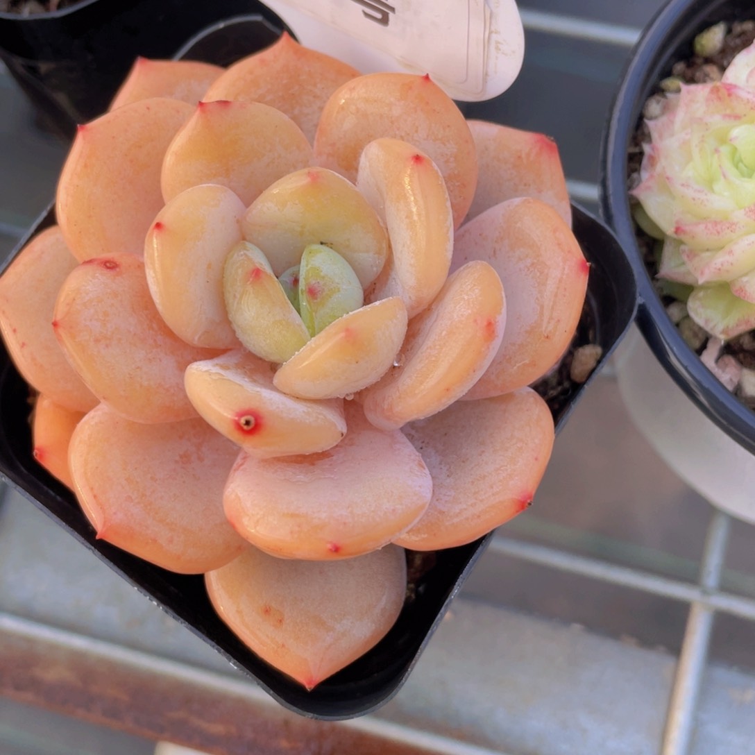 198号 宽叶全状态奶茶