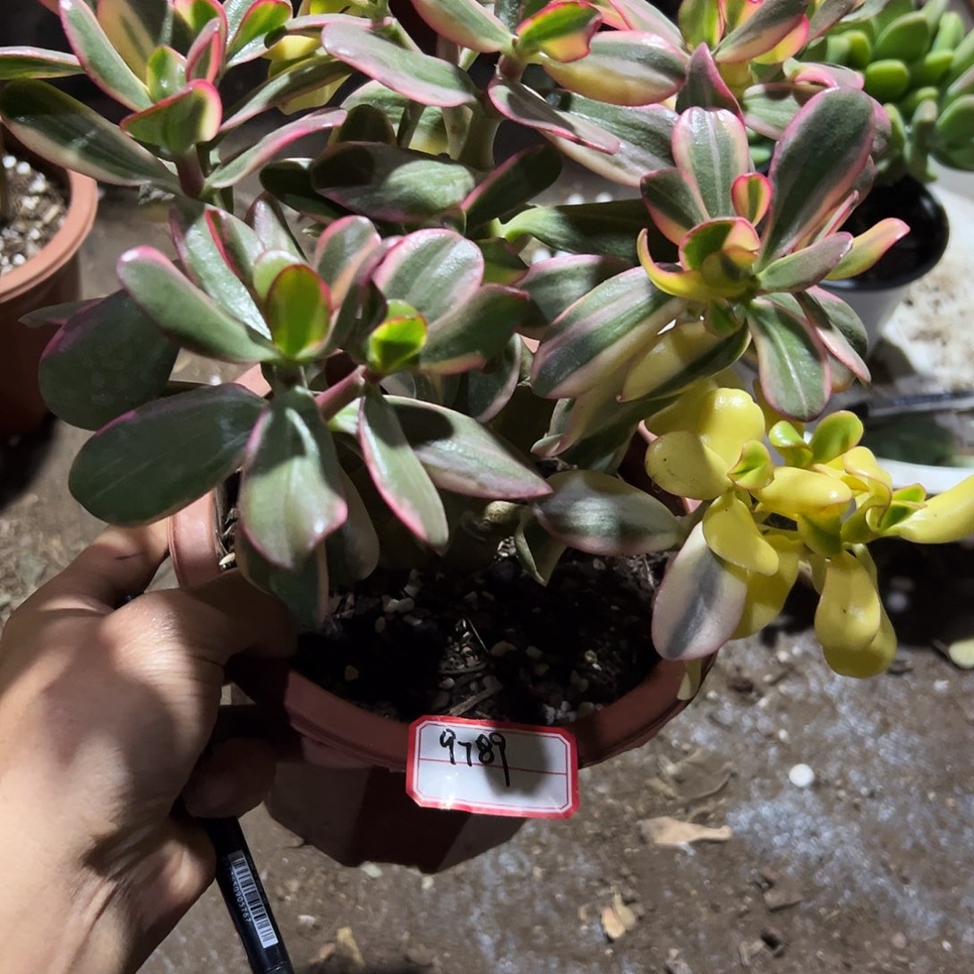 心***愿稀有三色花月白锦变异带土球9789