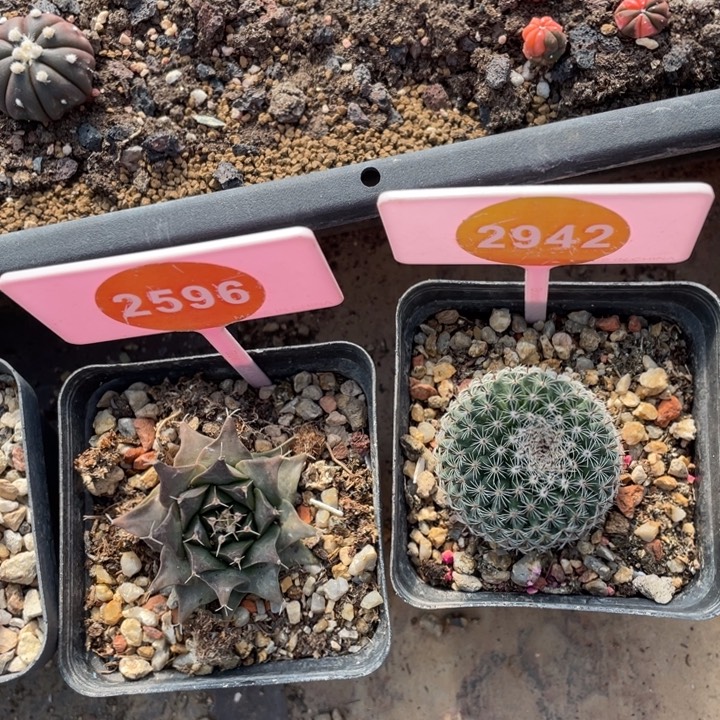 宁***博实生仙人球2942-2596000