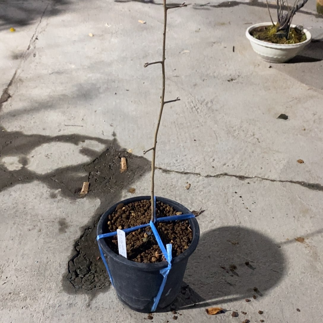 无花朵森之妖精，根苗，到付