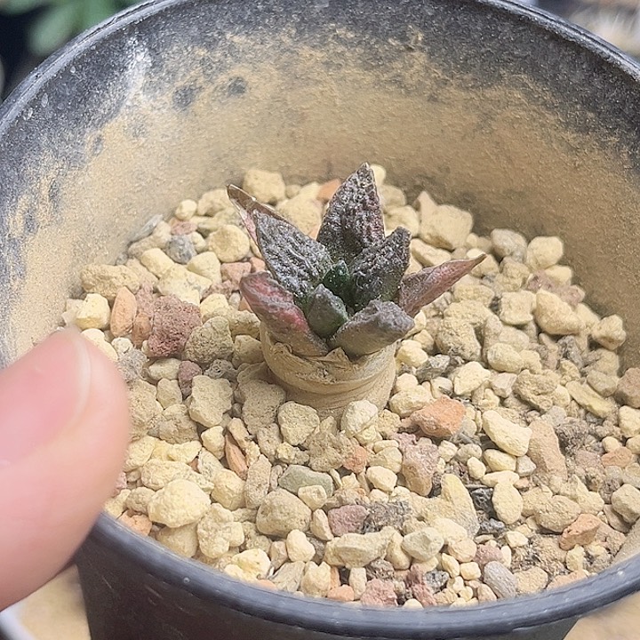 哥斯拉牡丹实生球一颗