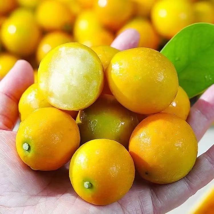 【脆蜜金柑】融安脆蜜金柑带籽顺丰包邮