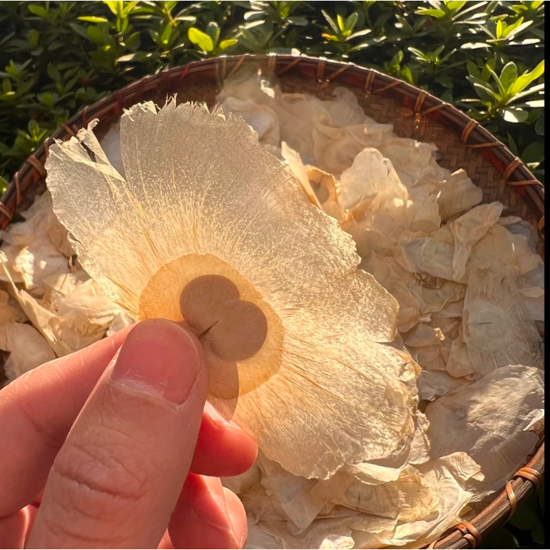 【阿甘甄选】云南高山高海拔玉蝴蝶-----------------可搭配枸杞