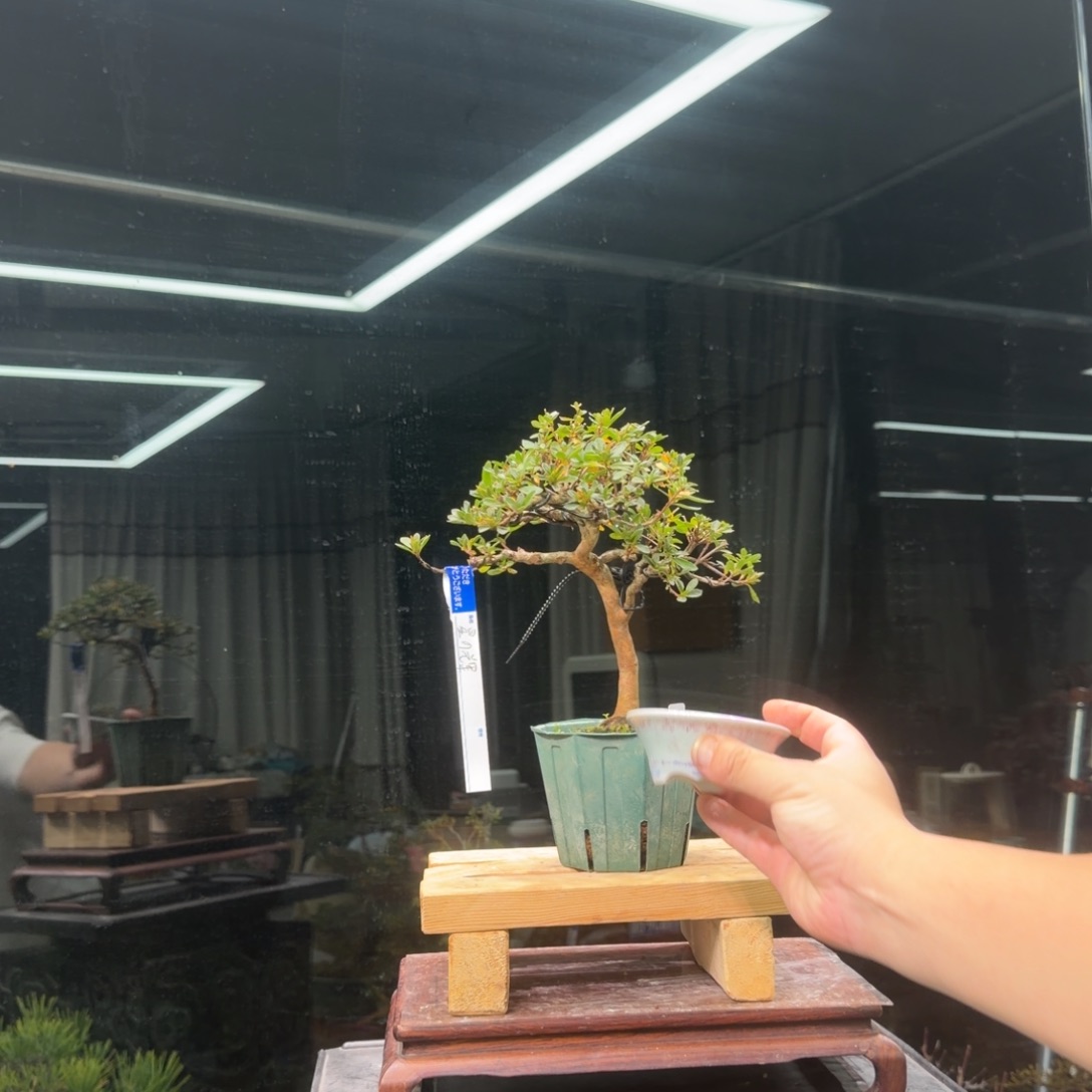 小***魚无花朵花卉苗木花卉苗木