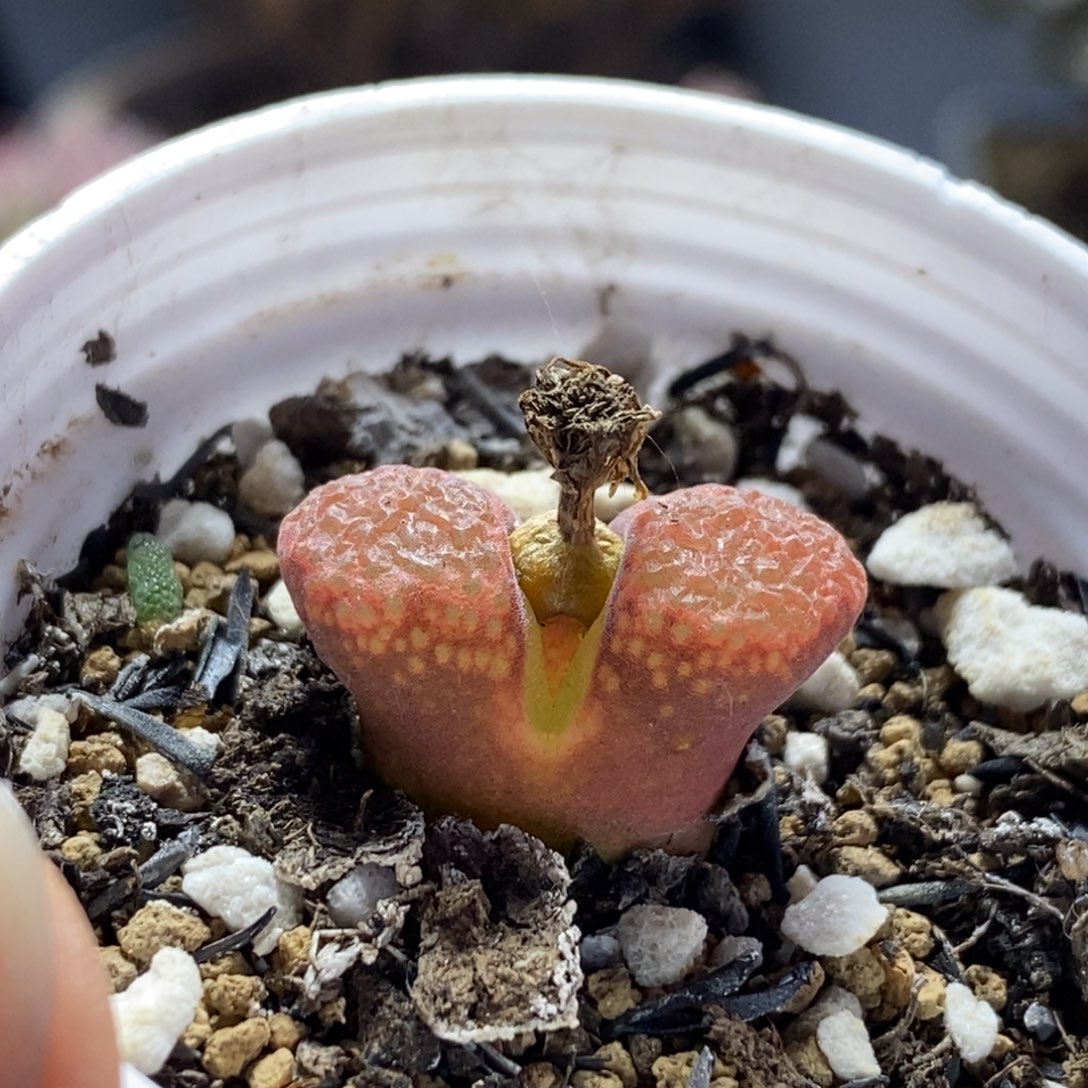 风铃3977枝干番杏