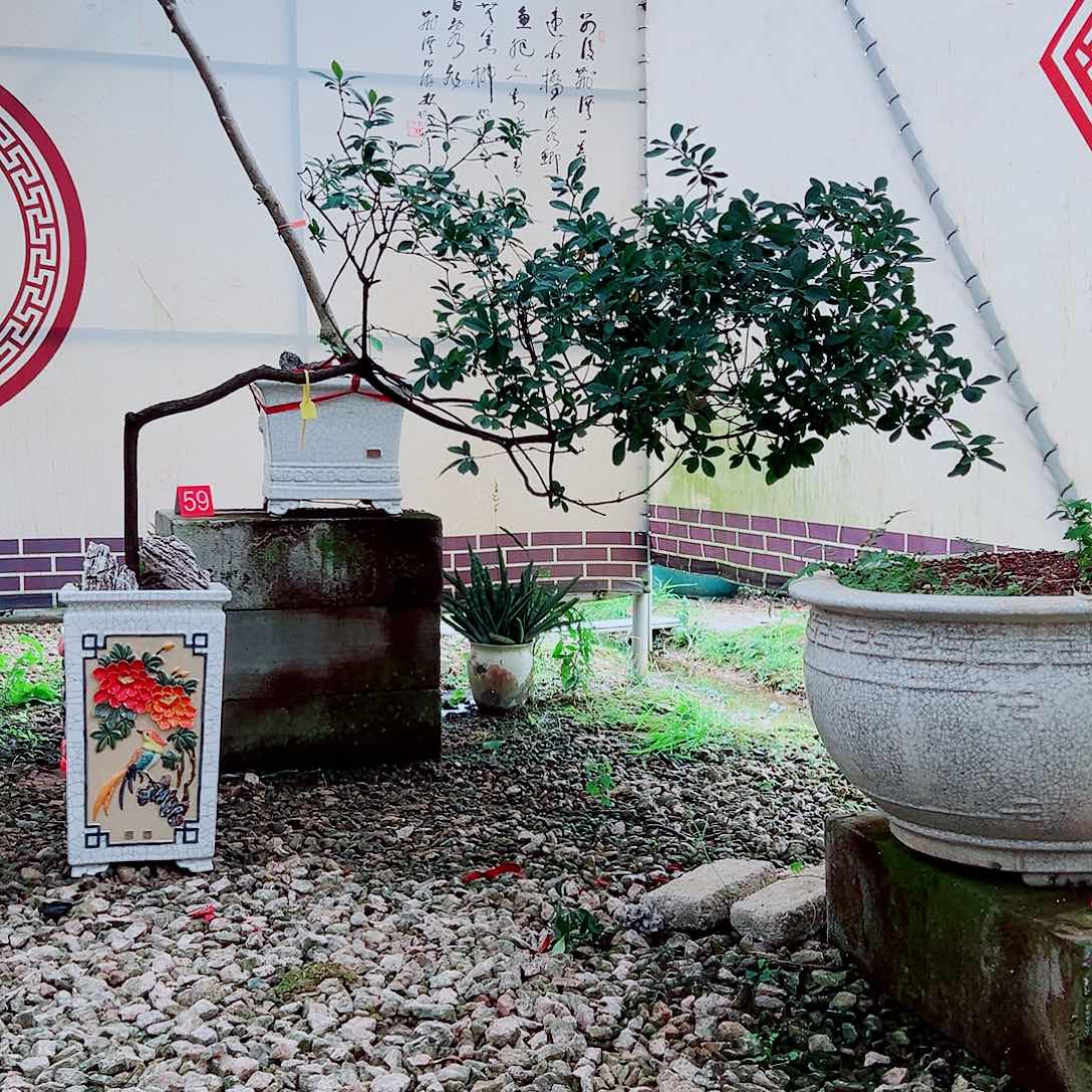 纯***白无花朵海岛春花一物一拍