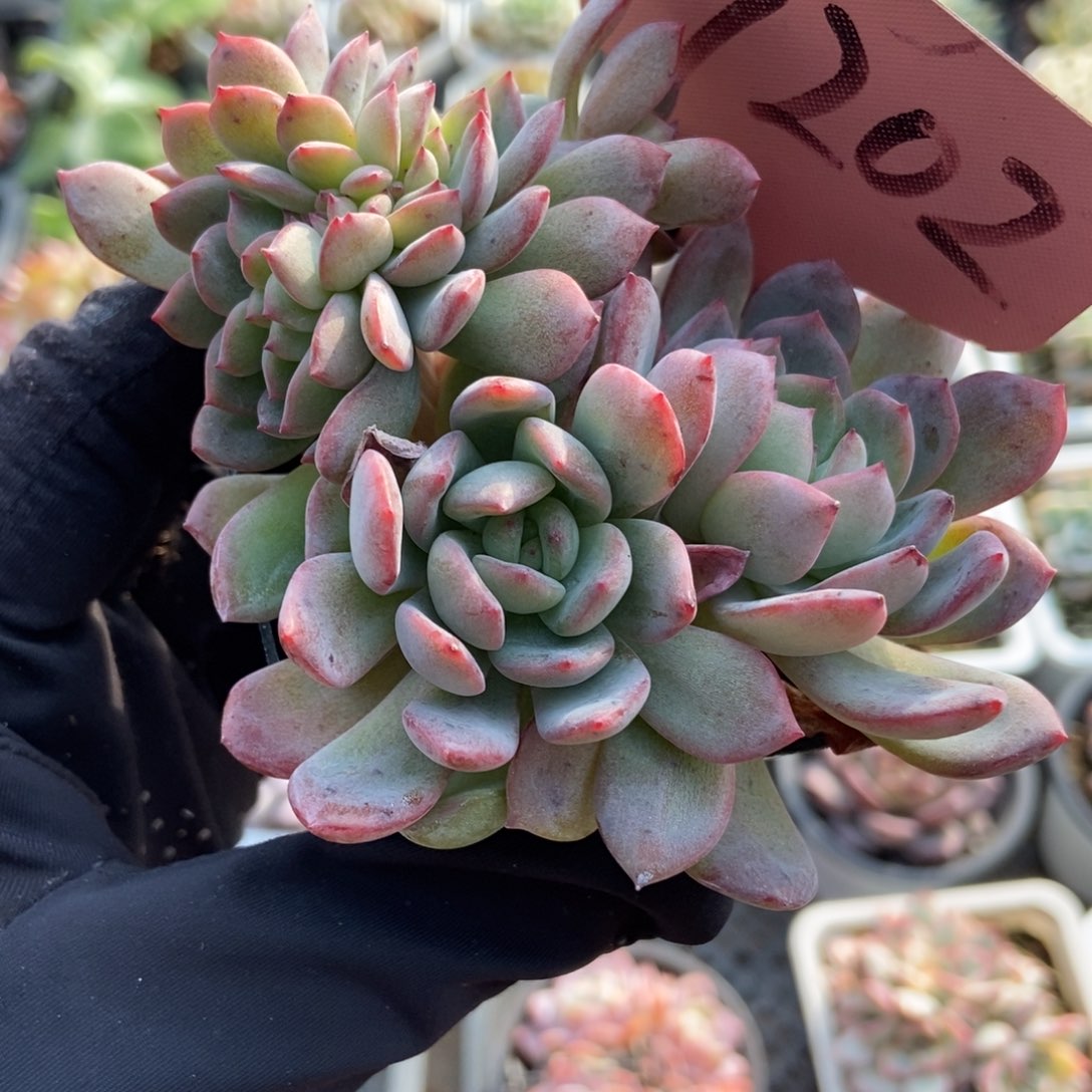 7202全明星缀多肉植物