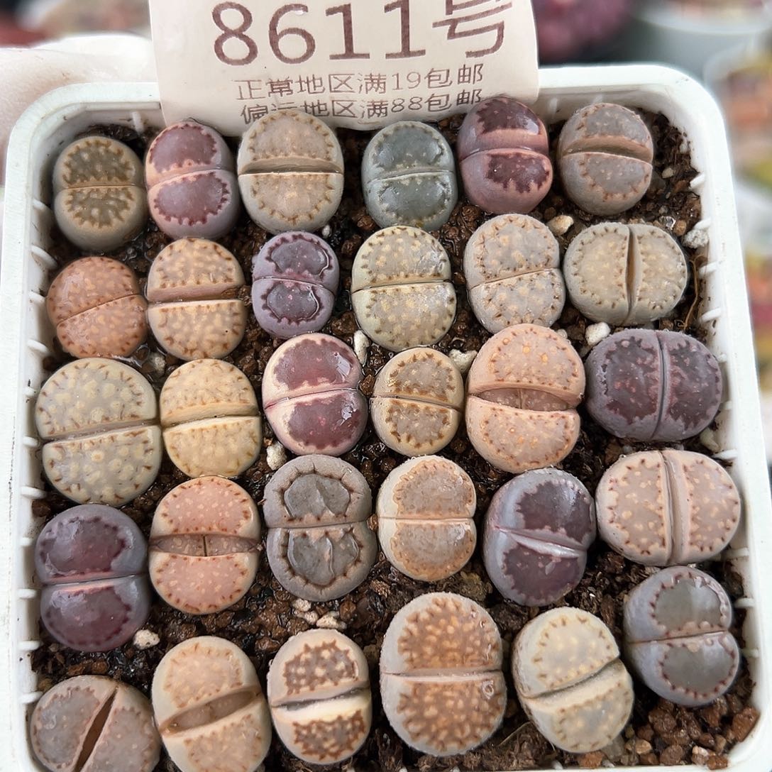 好养易活生石花大母本8611