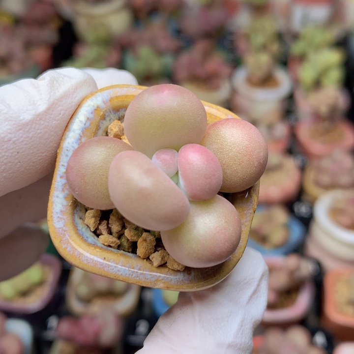 036 黄金奶酪 一物一拍