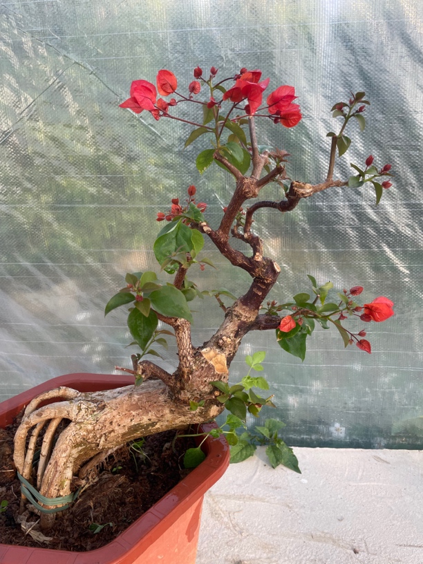 三角梅盆景造型桩一物一拍