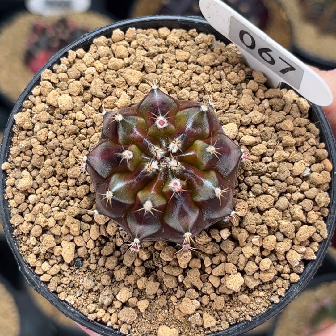 黑巧 米哈仙人球