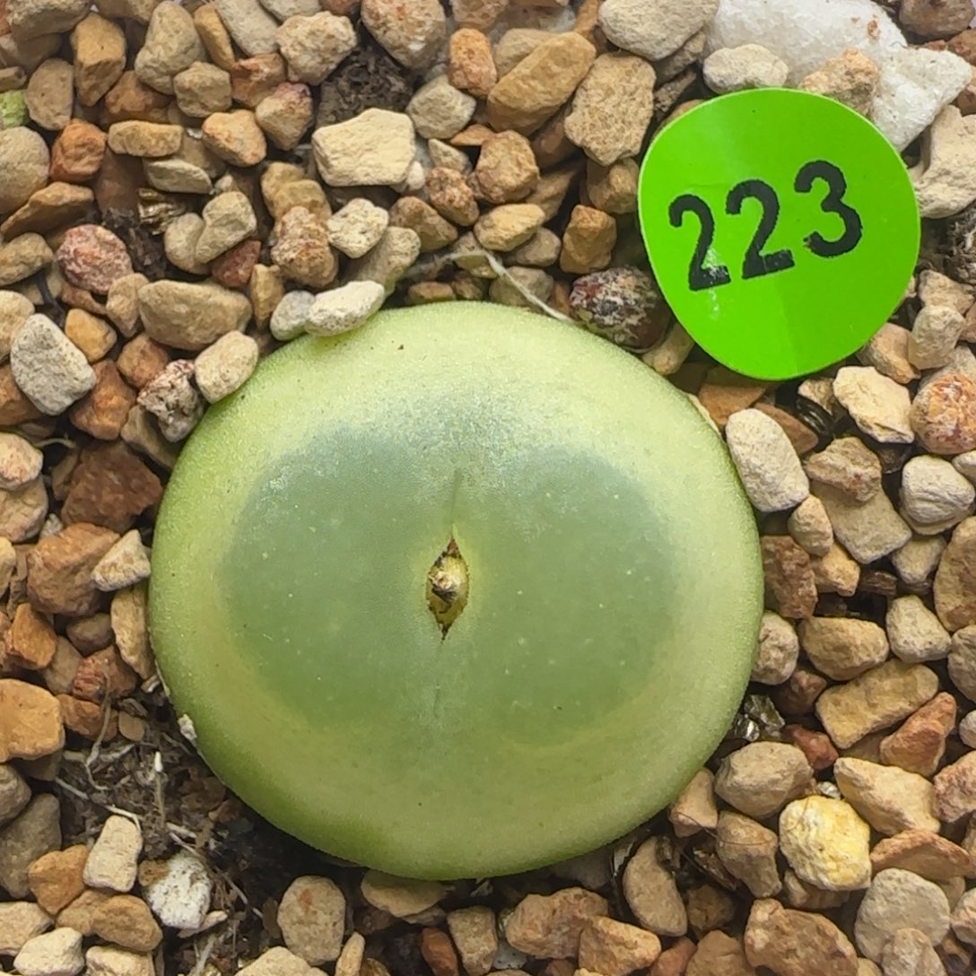 拉登2.1+多肉植物223